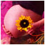 Amber Light Photography - Maternity Photography